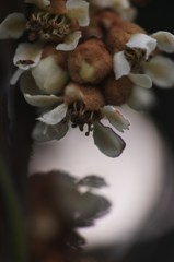 美味しい果物に