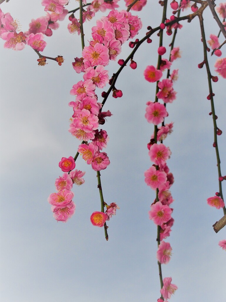 八重しだれ梅　花　紅梅