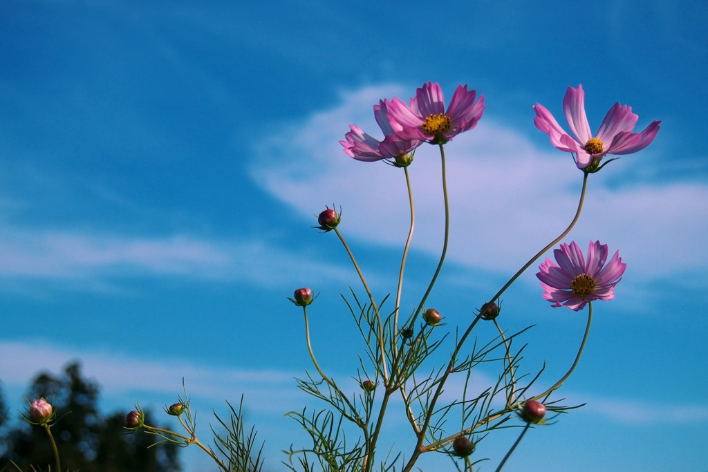 夏～秋へ