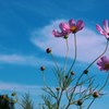 夏～秋へ