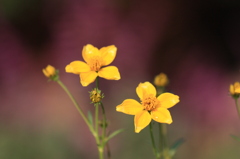 小さな花の誇り