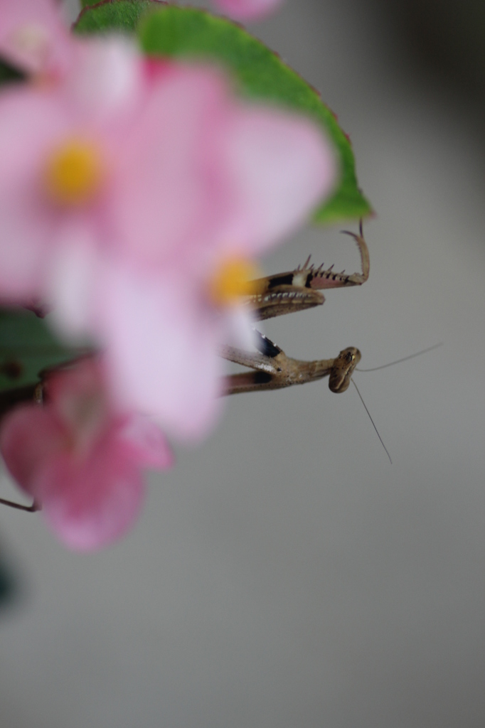 逆さま