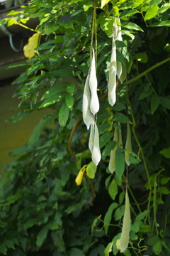 藤の種？