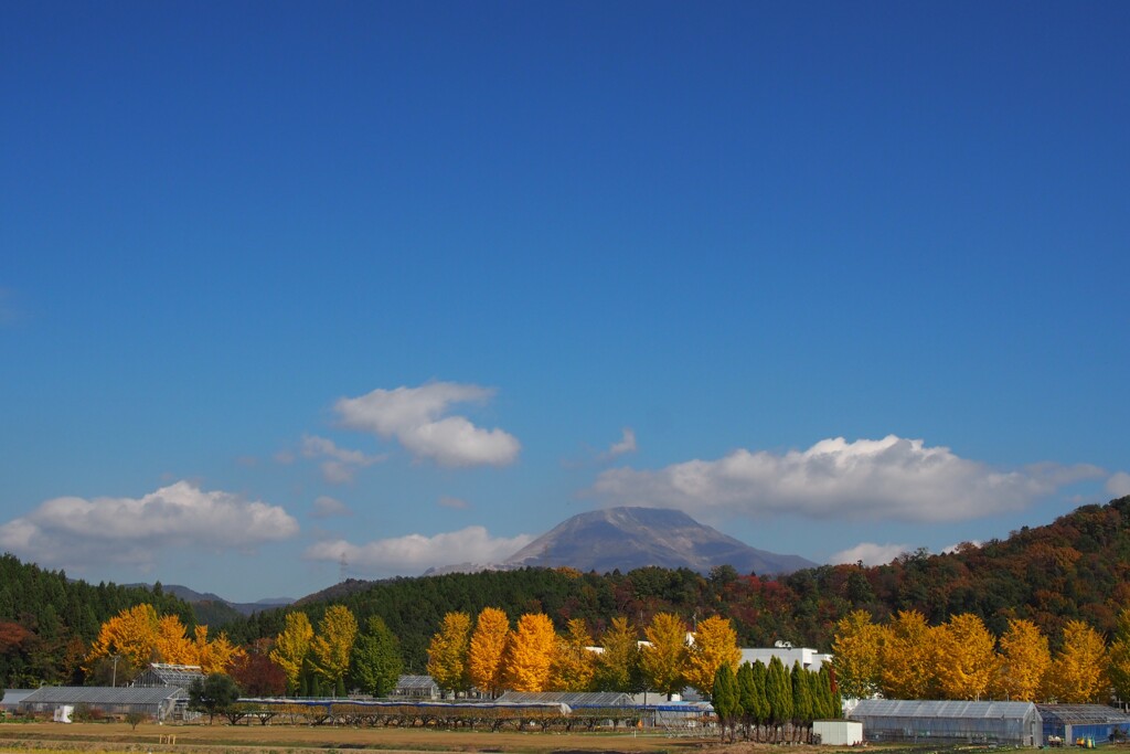 銀杏と伊吹山