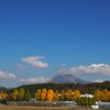 銀杏と伊吹山