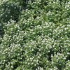何の花？