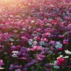 煌めく花たち
