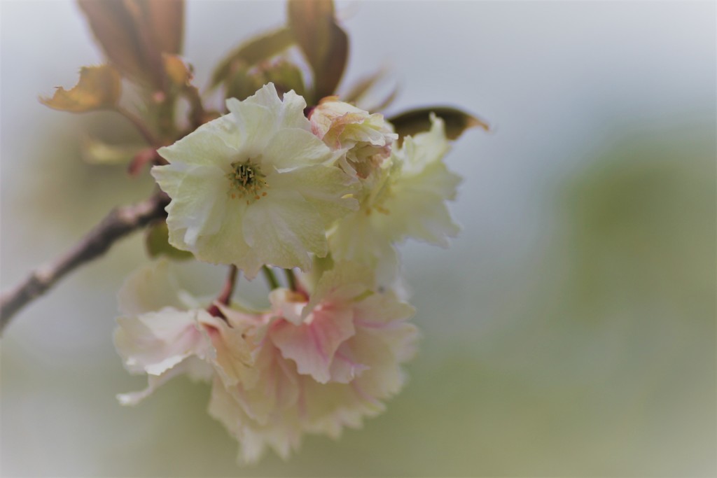 ウコン桜