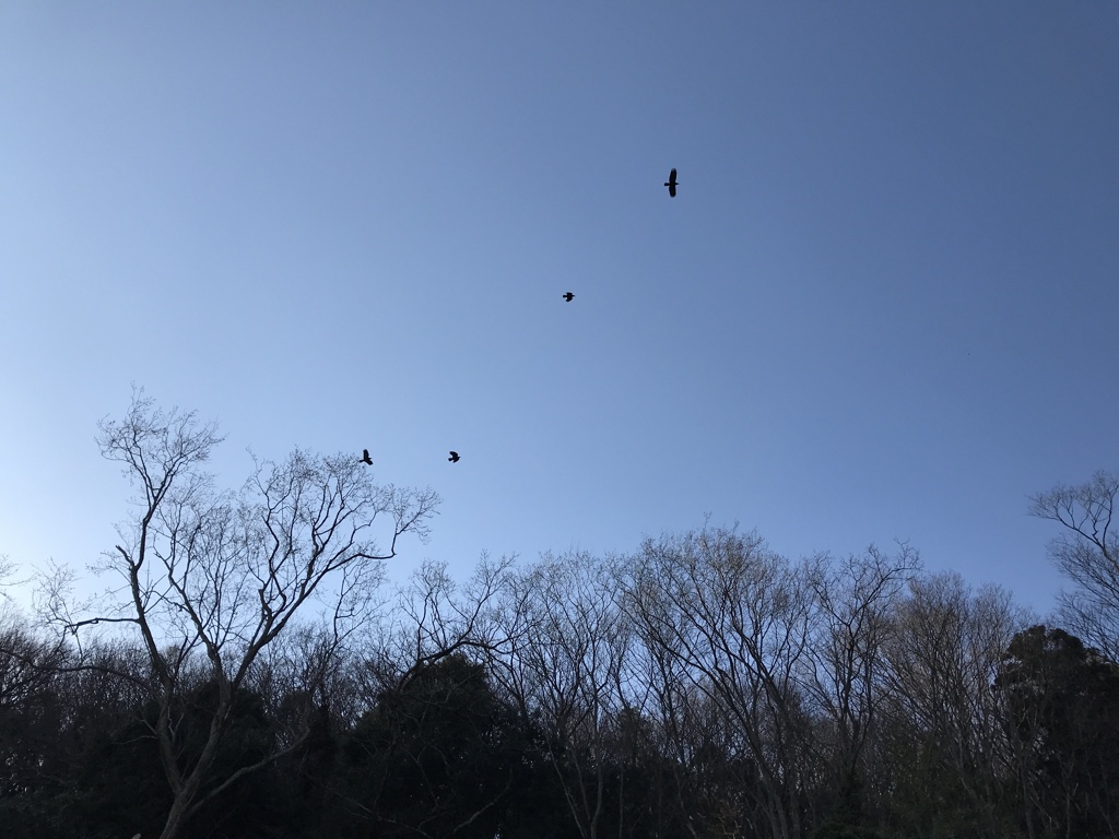 飛び立つ鳥