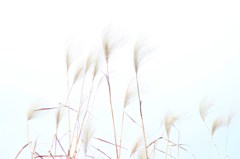 枯れすすき