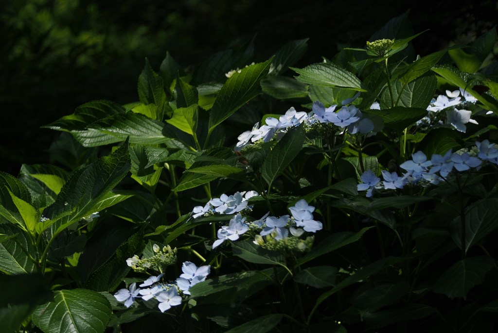 静かな森