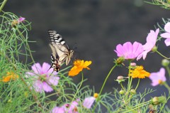 花から花へ