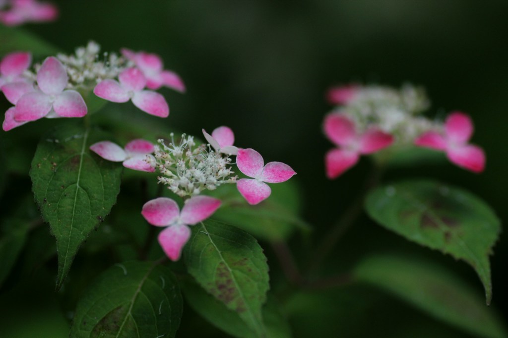 山紫陽花