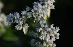 可憐な蕎麦の花