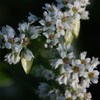 可憐な蕎麦の花