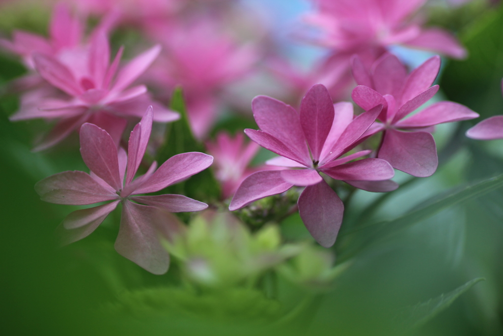 今日も紫陽花！