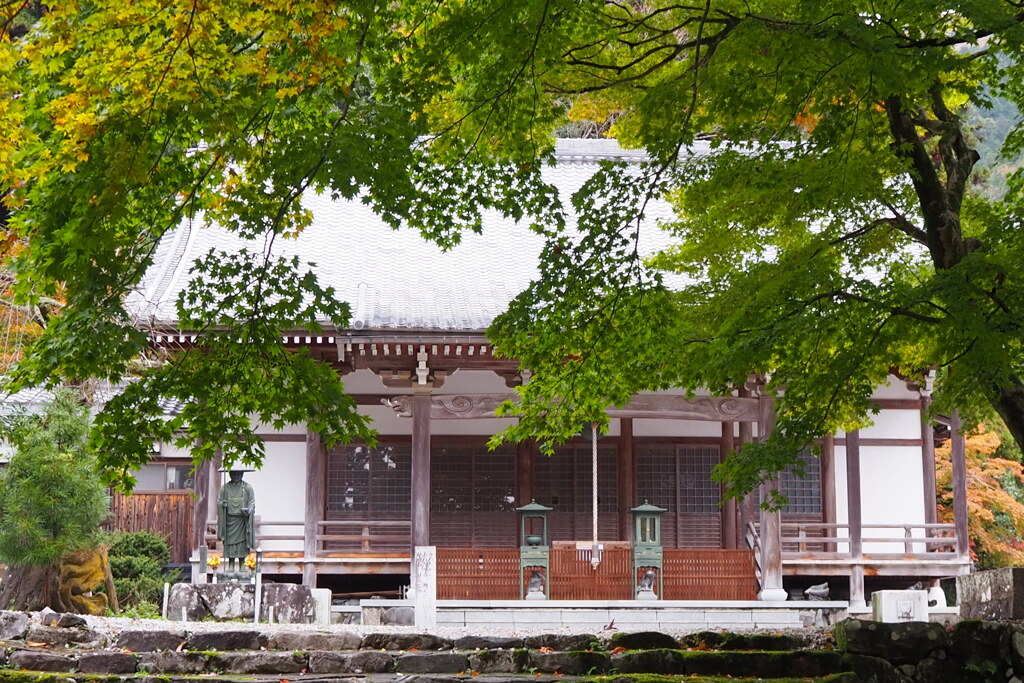 意固地な楓