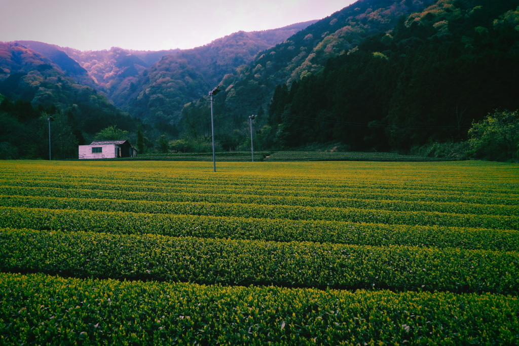 茶畑