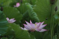 飛んできた