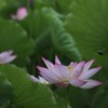 飛んできた