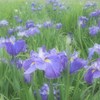 夢みる花たち