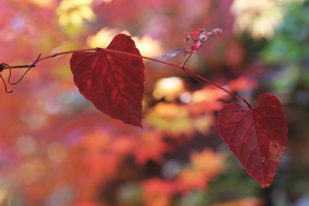 私も紅葉してるの！