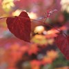 私も紅葉してるの！