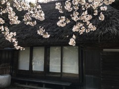 古民家と桜