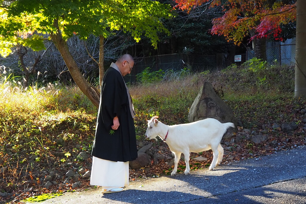 山羊の道を正しく歩くのだよ！