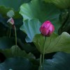 蓮…蕾