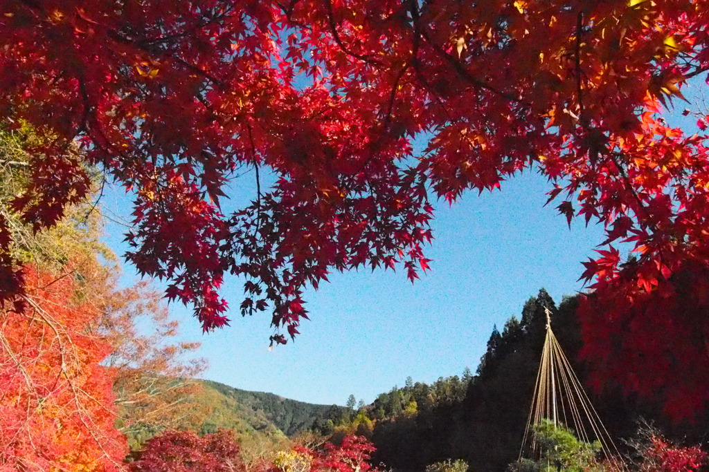 紅葉の季節