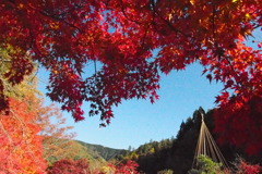 紅葉の季節