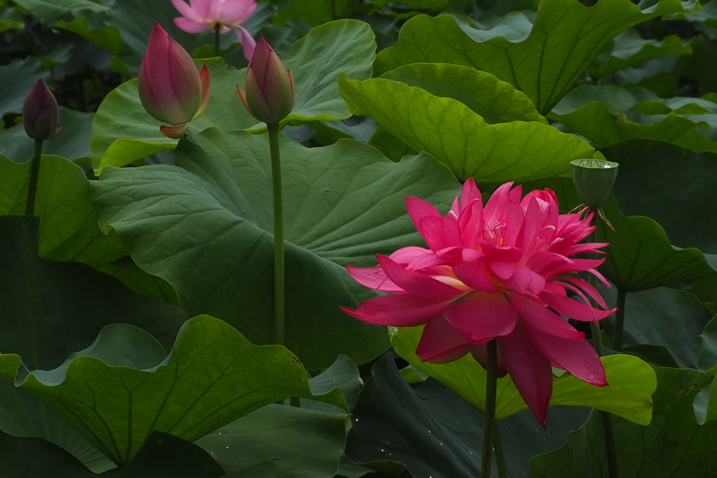 変わり咲きの蓮花