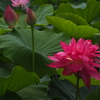 変わり咲きの蓮花