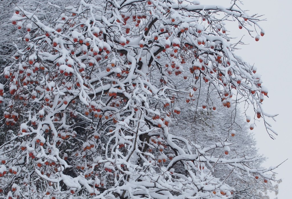 雪に耐える