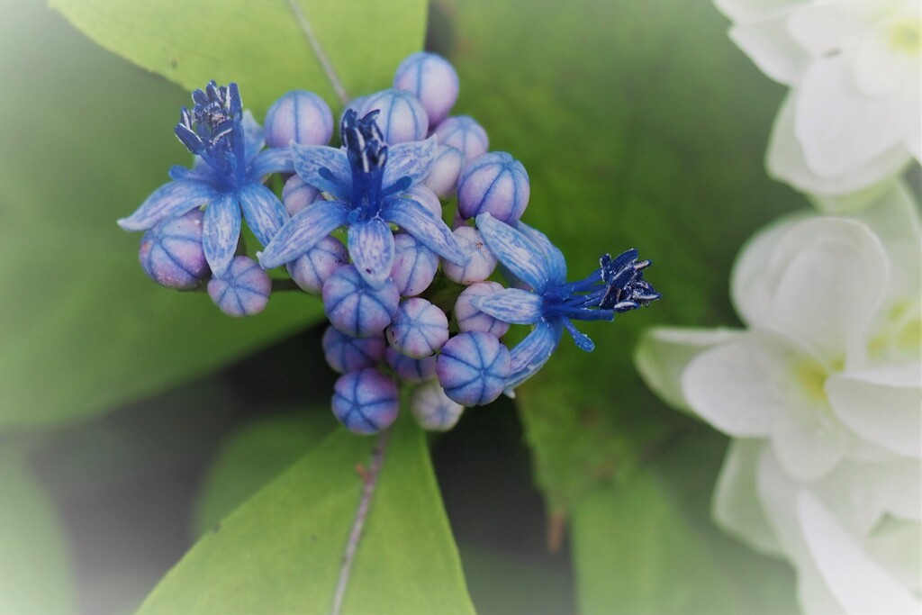 紫陽花…額なし