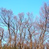 落葉樹の声