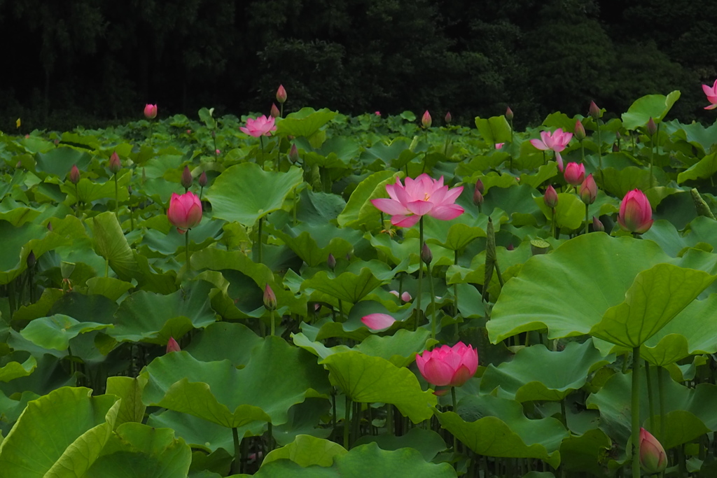 蓮華の詩