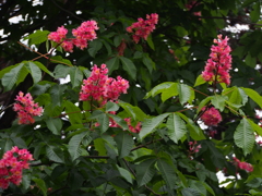 栃の木に咲く花①