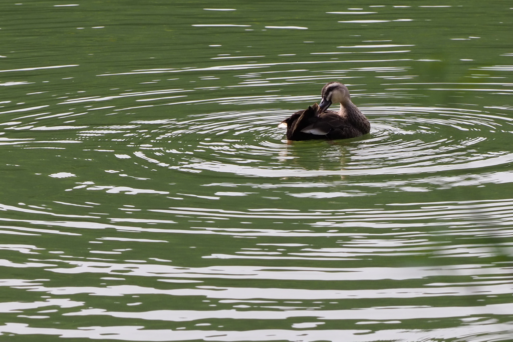 のんびりしています。