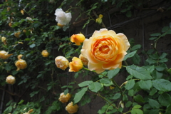 雨後の薔薇・元気だよー