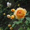 雨後の薔薇・元気だよー