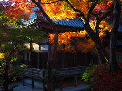 紅葉日和