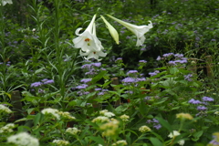 白百合の咲く庭