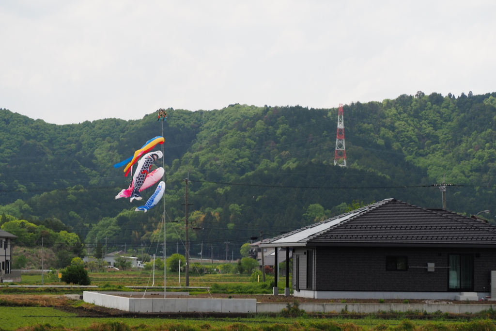 屋根より高いこいのぼり