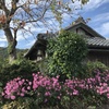 留守を守る花