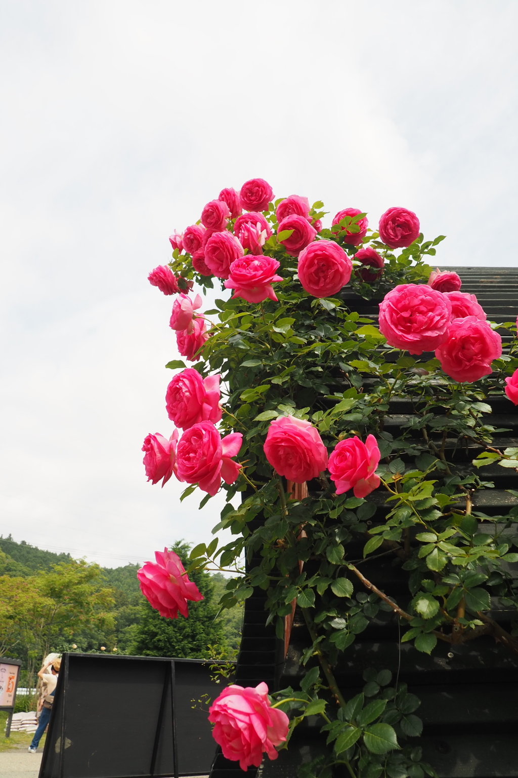 元気なお花たち