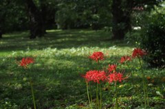 曼珠沙華②