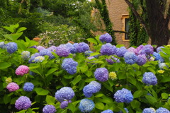 涼しげな紫陽花