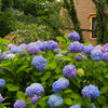 涼しげな紫陽花